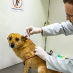 Rede de Proteção Animal de Curitiba abre agendamentos para castração de cães e gatos