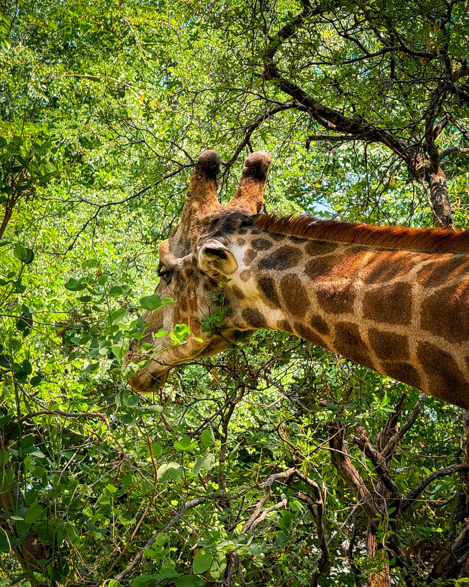 a giraffe eating leaves from a tree in Zambia