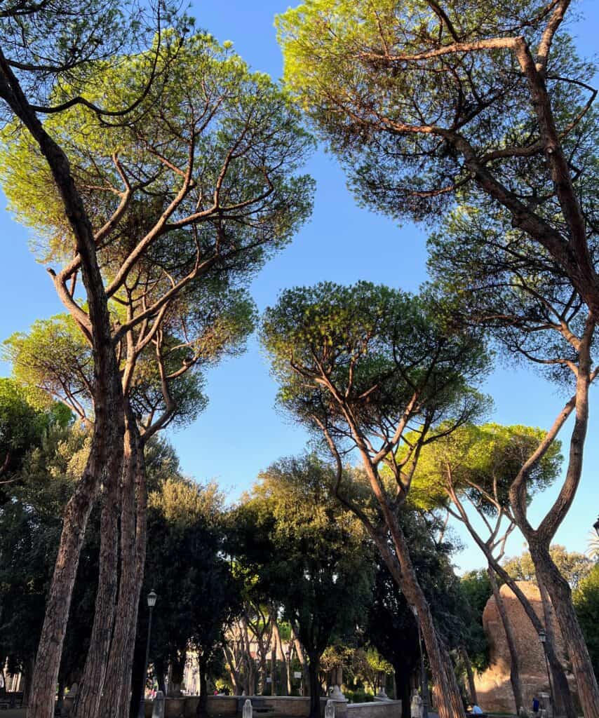 Rome Park Celio Near Colosseum Multiple Umbrella Pine Trees