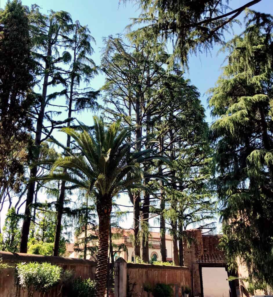 Villa Celimontana Gardens Rome Caelian Hill Palms And Pine Trees With Stone Wall