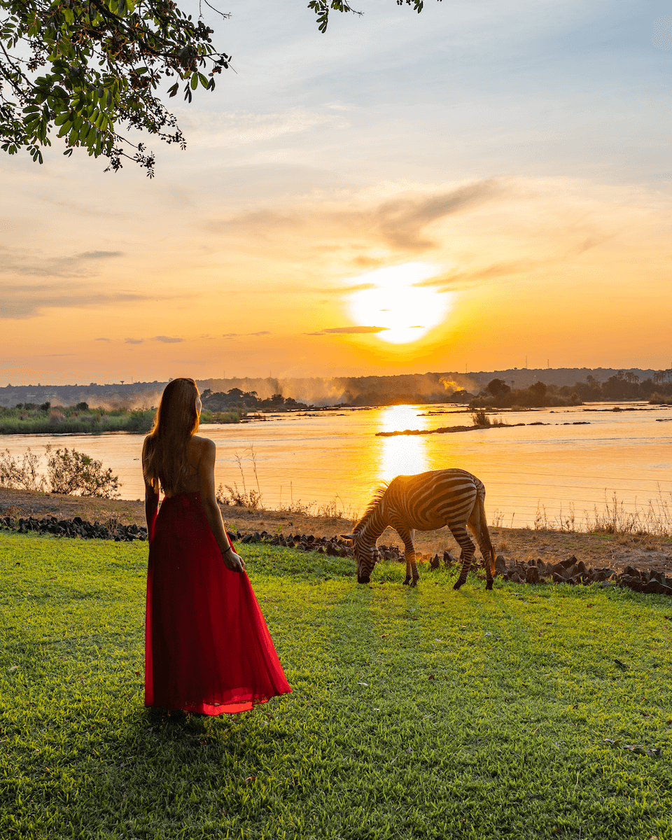 a girl walking towards a zebra during sunset at the Zambezi river in Zambia