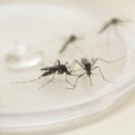 Pesquisadores do Paraná criam tecnologia que pode prever epidemias de dengue